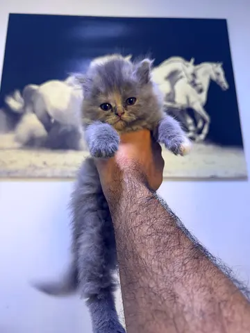 عجمان المويهات
