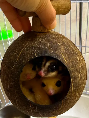 sugar gliders with coconut hideout (ready to rehome)