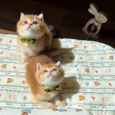 my adorable British short hair looking lovely parents which care for pet alot