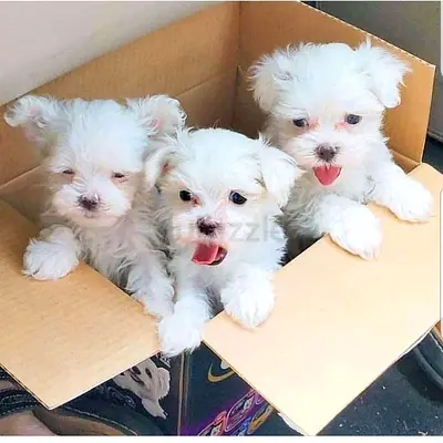 Purebred Maltese Puppies