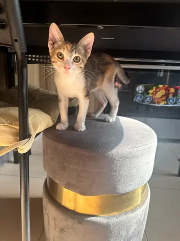 Young kitten looking for a new home — playful and friendly