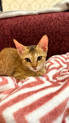 3 month old adorable kitten (female)