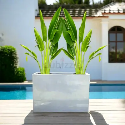 Set of 2 Traveler Palms in GRP Pot – Live Plants, UAE Delivery