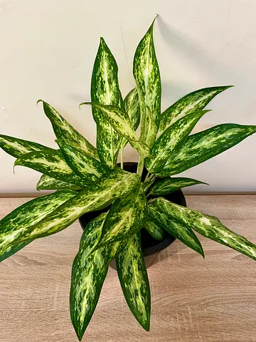 Aglonema - Green
