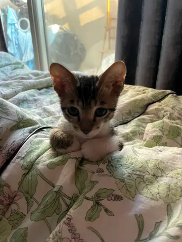 Young tabby kitten looking for a forever home