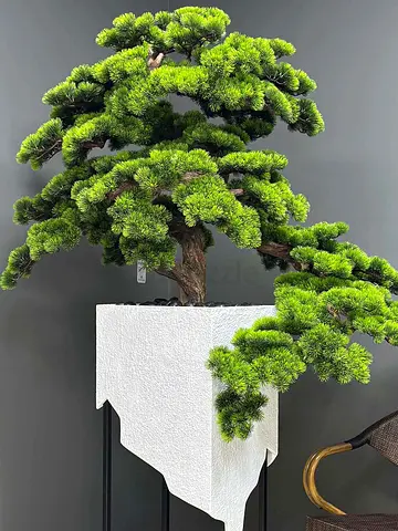 Artificial Bonsai Tree 175×125 cm – No Watering Needed, UAE Delivery