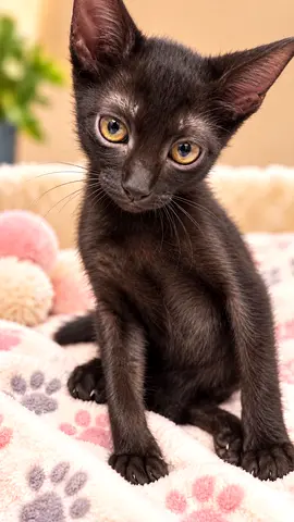 2month rescued male kitten looking for adoption