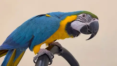 Parrots Macaw male and female