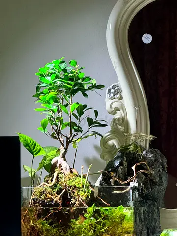 Natural Paludarium Aquarium | Aquascape & Terrarium | Bonsai | Mist System | For Sale