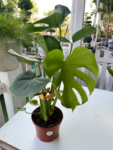 Monstera Deliciosa ~ Holland Indoor Plant ~ 50/60cm ht