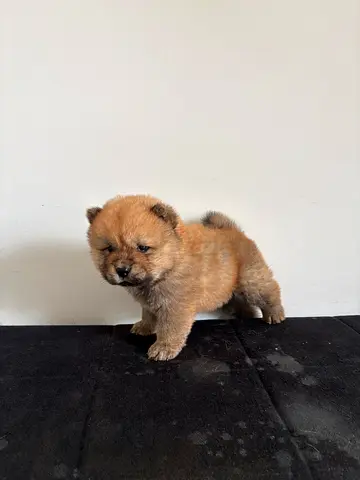 Purebred Chow Chow puppies are looking for their forever families.
They will be very fluffy, with la