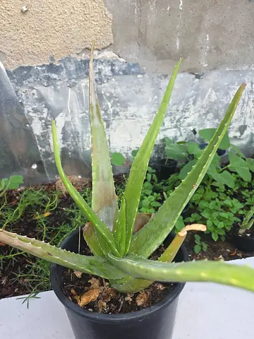 Aloe vera plant for sale