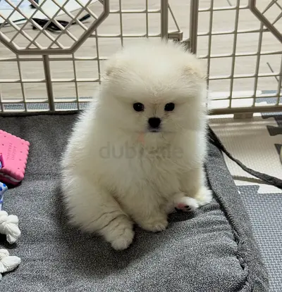 Adorable White Pomeranian Puppy — Healthy, Playful