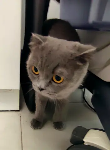 Female Scotish fold, kind and curious. 1.5 years old, already spayed for adoption