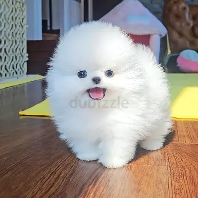 Tiny white Pomeranian puppy — healthy, playful, well-groomed