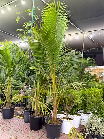 Young Coconut/Date Palm Trees in Pots – Healthy Indoor/Outdoor Plants (Multiple)