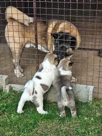 Akita Puppies