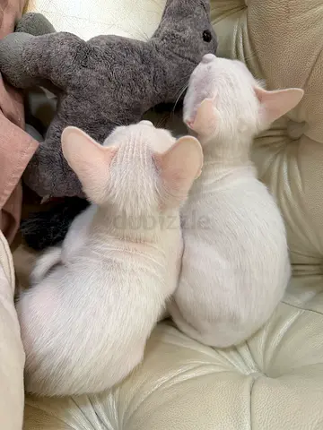 Free adoption 2 month kitten