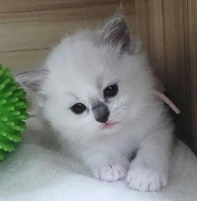 Purebred Ragdoll Kittens (TICA Registered) – Ready in December!