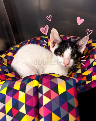 2month rescued female kitten looking for adoption