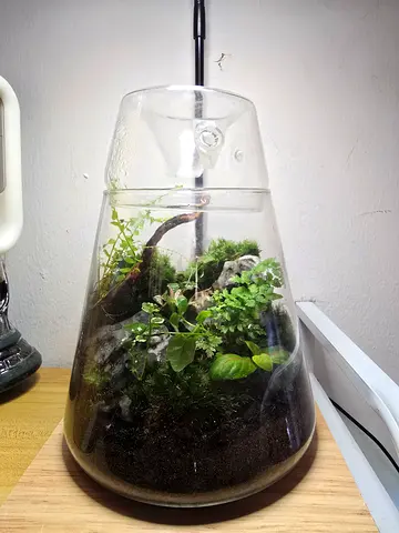 Handmade closed terrarium in glass jar — small indoor plant display
