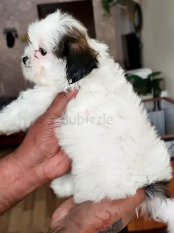 Cute puppy, playful and healthy is looking for new home