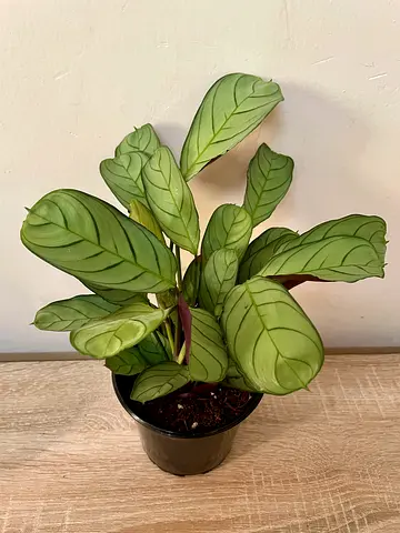 Calathea