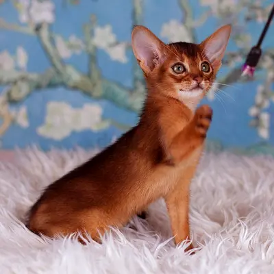 Abyssinian Kittens