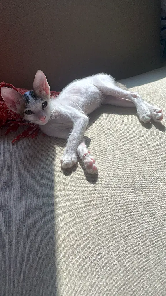 gallery-image