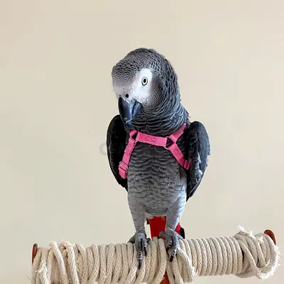 my friendly Africa grey parrot looking lovely home caring family