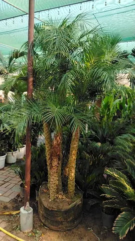 Live Potted pheonix Palm Cluster - Multiple Trunks, Healthy