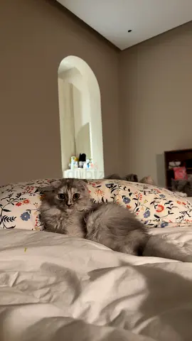 Kittens for adoption