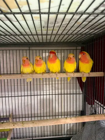 Hand-raised Lutino Peach-faced Lovebirds - Pair/Group Available free to a good home with cage & toys