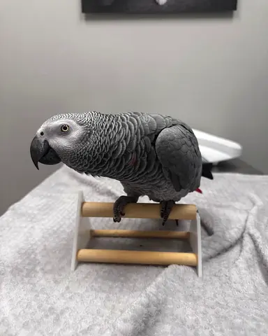 my lovely adorable Africa grey parrot looking for a caring family and home