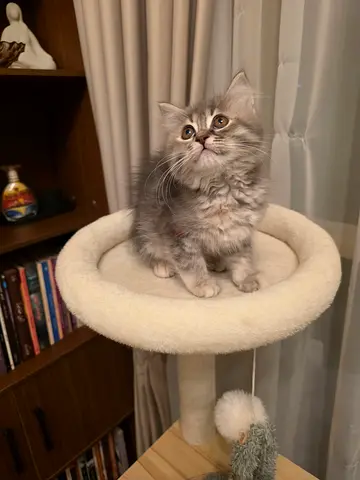 Cutest Siberian Female 65 days kitten ready for adoption friendly and playful