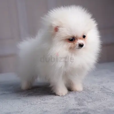 Pomeranian puppies available