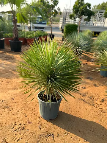 Potted spiky ornamental yucca/grass tree - healthy outdoor plant