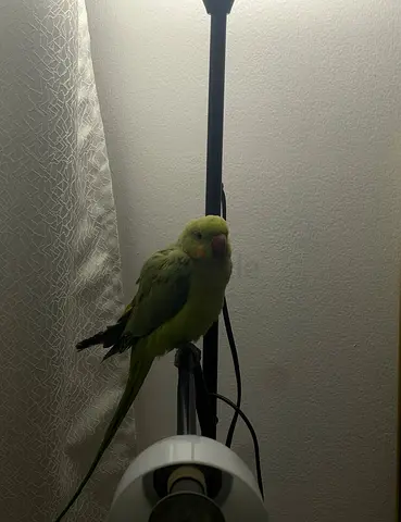Trained young Indian ring neck looking for a home