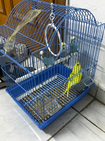 Birds cage