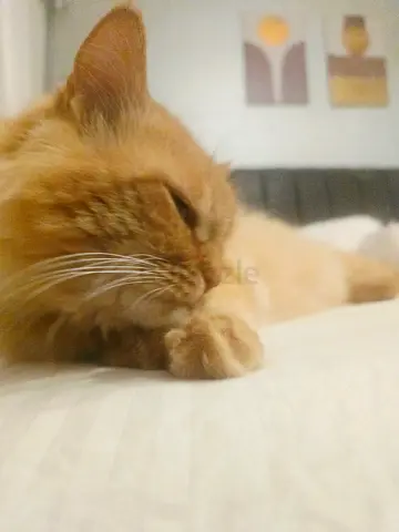 Shirazi cat for adoption