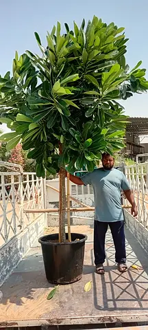 Large Potted Ficus/Clusia Tree — Healthy Mature Specimen, Ready to Plant
