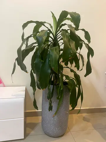 Large indoor potted corn plant (Dracaena) in grey textured planter