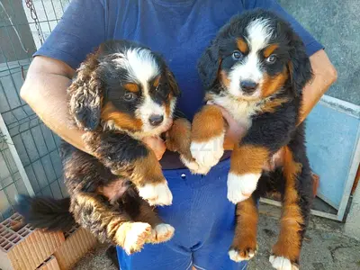 Bernese Mountain Puppies