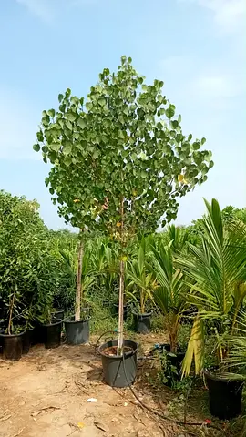 Potted Young Hibiscus Tree - Healthy Outdoor Plant