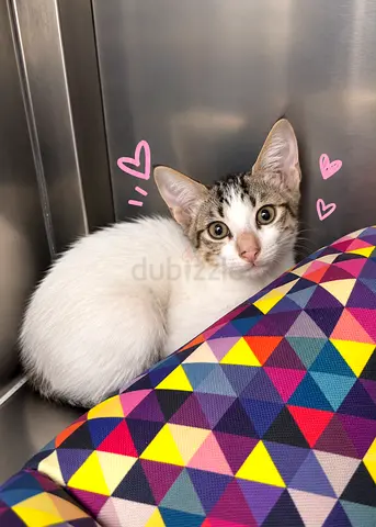 2month rescued male kitten looking for adoption