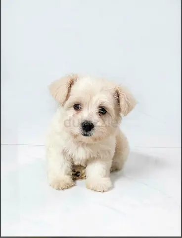 Adorable Maltese puppy — 12 weeks old, friendly and healthy.