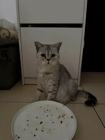 Scottish cats for free adoption