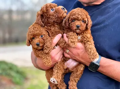 Mini Engineering Boat Projects Classifieds: Mini Sized puppies | dubizzle Sharjah