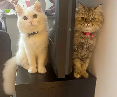 Two friendly long-haired cats (male & female) - ready for new home