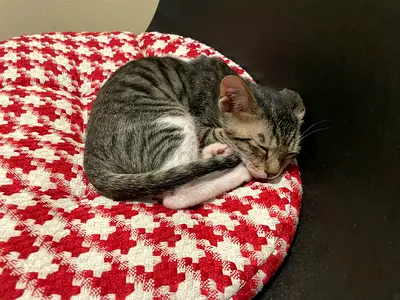2.5 months old little kitten looking for forever home